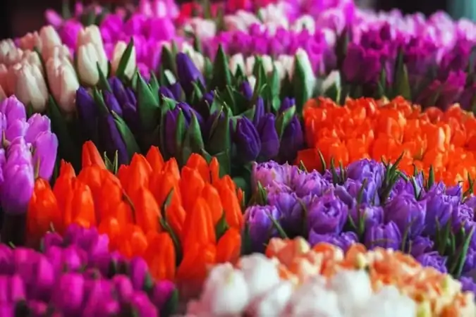 Розкрито масштаби квіткової тіньової економіки